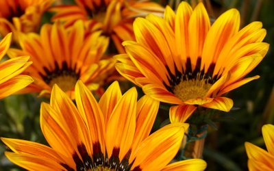 Ανθοπωλείο Συντάγματος