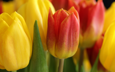 Ανθοπωλείο Συντάγματος